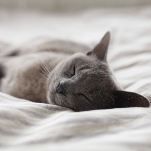 A cute cat on a bed